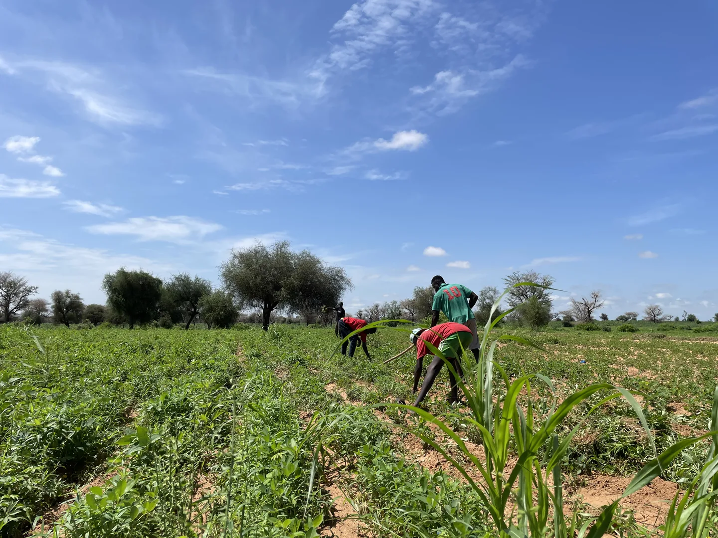 Travail aux champs dans une ferme partenaire