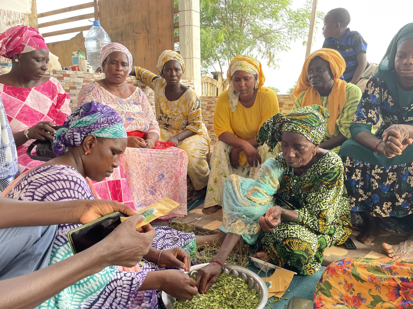 Des femmes d’une coopérative partenaire trient des feuilles de moringa fraîchement récoltées avec l’équipe de Save the Grain
