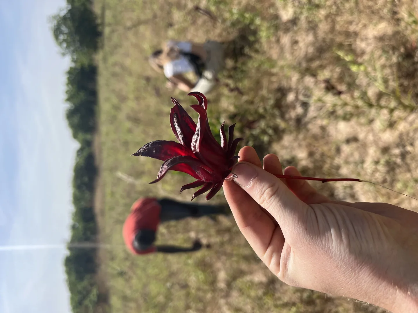 A hand holding freshly harvested hibiscus flowers in a field