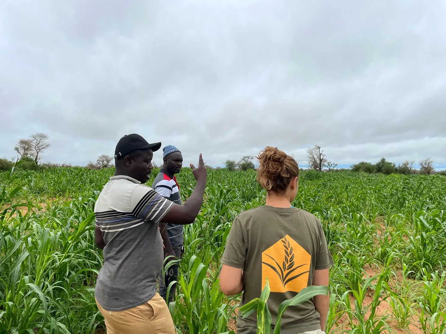 Maize field in Senegal with a farmer at work